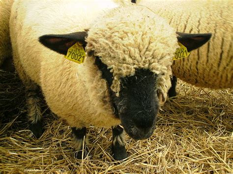 AY Honors/Sheep Breeds/Hampshire - Pathfinder Wiki