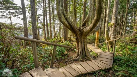 Cape Flattery Trail, Olympic National Park coastal hike, WA