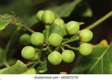 1,353 Wild Solanaceae Fruits Images, Stock Photos & Vectors | Shutterstock