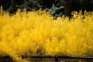 Yellow Bushes | Yellow bushes at the zoo . . . | morganglines | Flickr