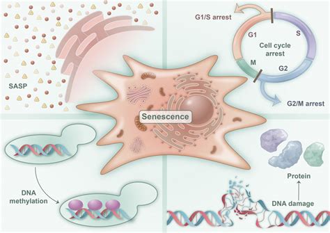 Frontiers | The role of cellular senescence in metabolic diseases and the potential for ...