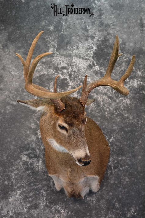 Canadian Whitetail Deer Shoulder Taxidermy Mount SKU 1548 | All Taxidermy