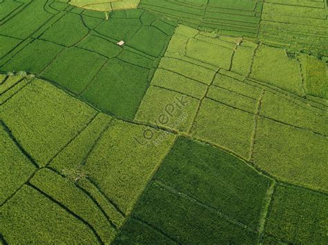 Aerial View Of Rice Fields During Daytime Picture And HD Photos | Free ...