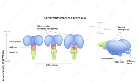 Differentiation of the forebrain. Differentiation of the telencephalon ...