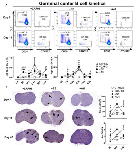 | Adjuvants differentially influence germinal center kinetics. Mice ...