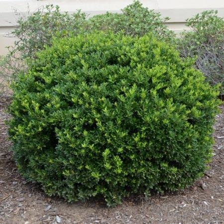 Ilex crenata 'Hoogendorn' (Hoogendorn Japanese Holly) #3 - Wholesale Nursery Grower | Front yard ...