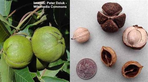 Hickory Nuts: Identification and Types (With Pictures)