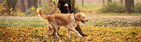 Dog Training - Dog Training Overview and Best Practices