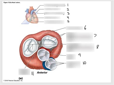 Heart valves Diagram | Quizlet