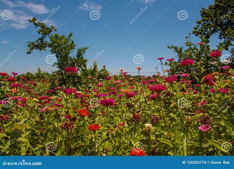 Flowers , South Africa stock photo. Image of green, landscape - 120205774