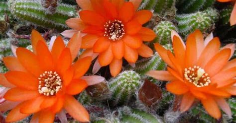 Peanut Cactus Care: All About Growing Echinopsis Chamaecereus