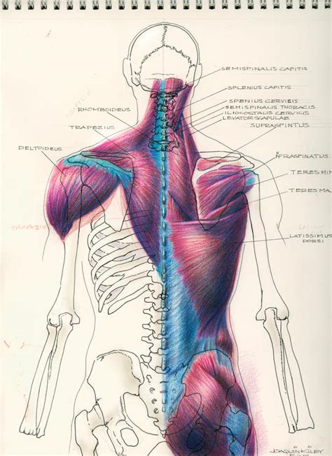 Human Anatomy 016 by JoaquinMarKiley on DeviantArt