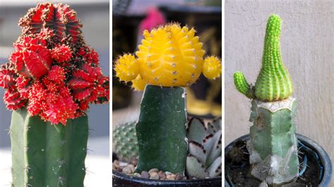 Cactus Grafting Guide - How to Graft a Cactus Plant - Homegrown Garden