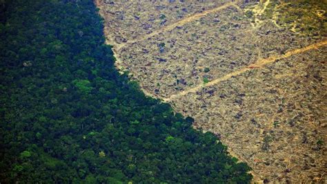 The Amazon has lost the equivalent of 10.3 million football fields to deforestation over past ...