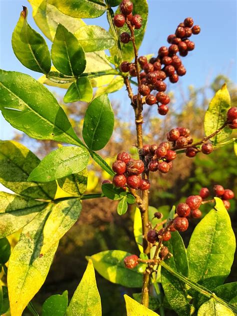 Timur plant - Mali Nepal