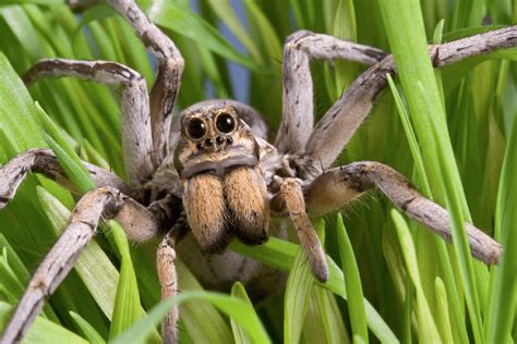 Are Wolf Spiders Dangerous? - Insectek Pest Solutions