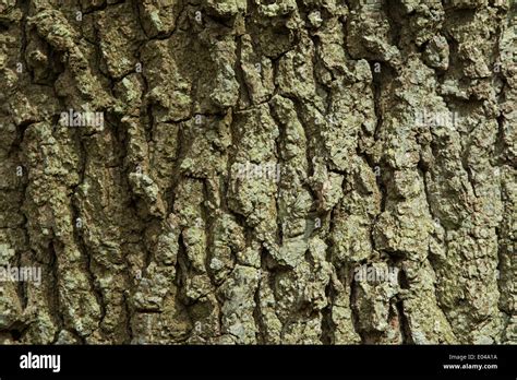 Bark of Oak Tree Stock Photo - Alamy