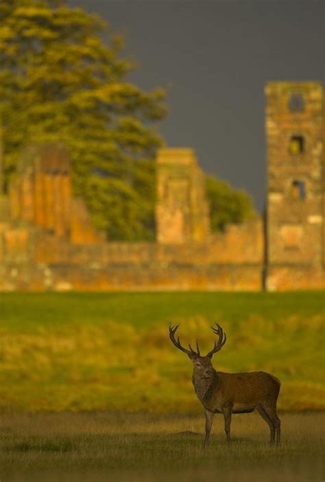 Bradgate Park - Movie Makers Guide