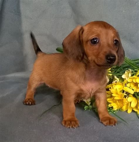 Miniature Dachshund Puppies For Sale | Canton, OH #150534