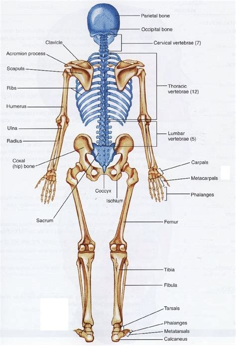 Back Bones Structure - Human Anatomy Diagram | Human bones anatomy, Skeleton anatomy, Anatomy bones