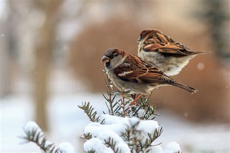 sparrow, Birds, Winter Wallpapers HD / Desktop and Mobile Backgrounds