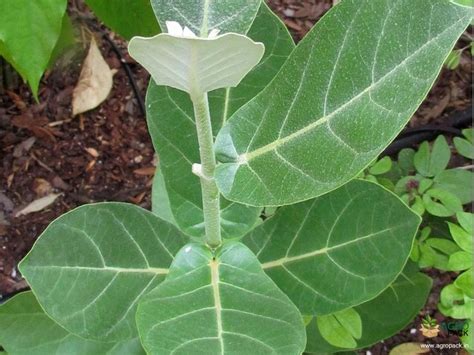 Calotropis Plant For Sale In India | Online plant nursery