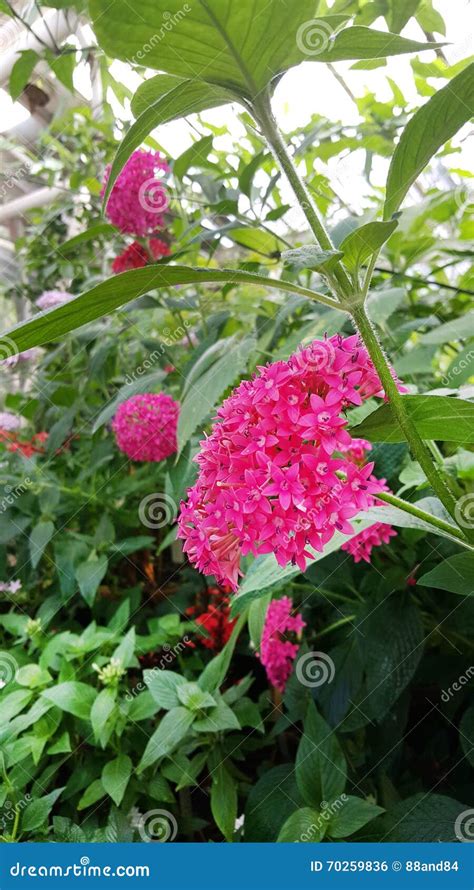 Beautiful Rubiaceae Flowers In The Sofia Botanical Garden Stock Photo ...