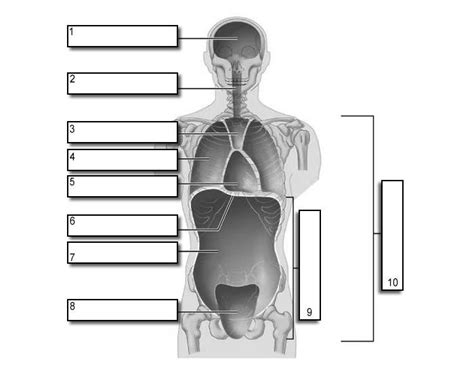 Body Cavities Quiz