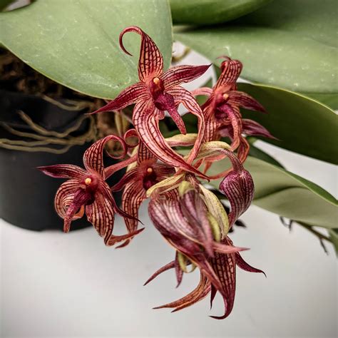 Plants, Seeds & Bulbs Orchids Bulbophyllum phaleanopsis Pot 1 " orchid species Home & Garden