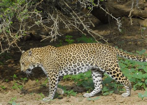 Wasgamuwa National Park Safari | Jeep Safari in Wasgamuwa Park