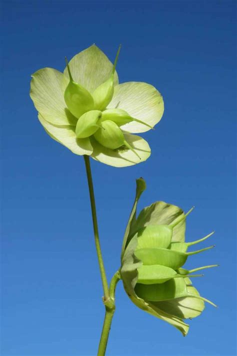 How to Harvest Hellebore Seeds for Plant Propagation | Gardener’s Path