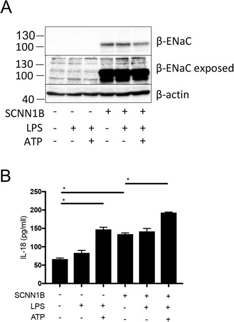 Pcdna3 1 Vector Only Control | Thermo Fisher | Bioz