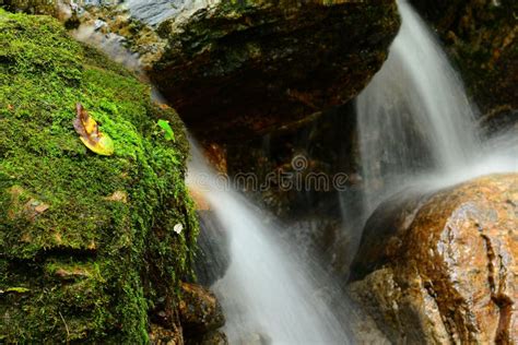 Mountain spring water stock photo. Image of beauty, green - 77315244