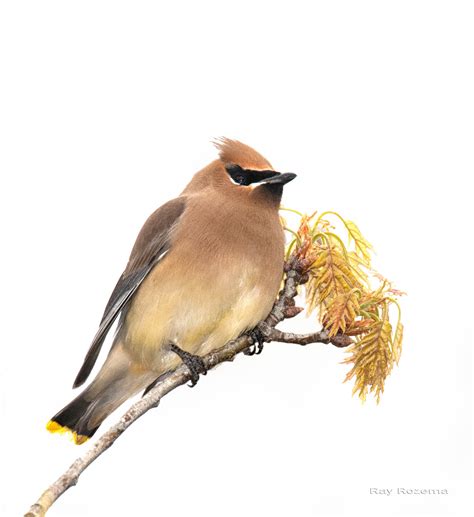 Cedar Waxwing — Sacramento Audubon Society