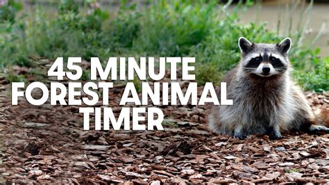 45 Minute Timer - Forty-Five Minute Forest Animal Timer - Peaceful Bird Alarm Sound - YouTube