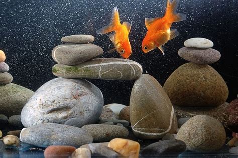 Goldfish Water Temperature: Ideal Set-Up For Your Tank And Pond