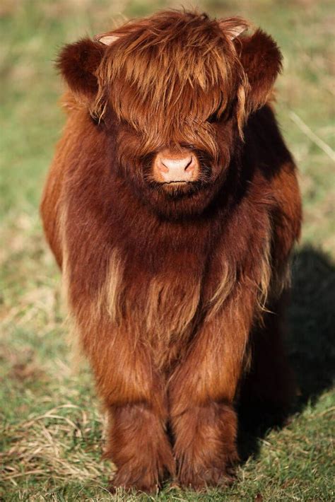 These Baby Highland Cattle Cows Can Cheer You Up No Matter What Happened | Fluffy cows, Mini ...