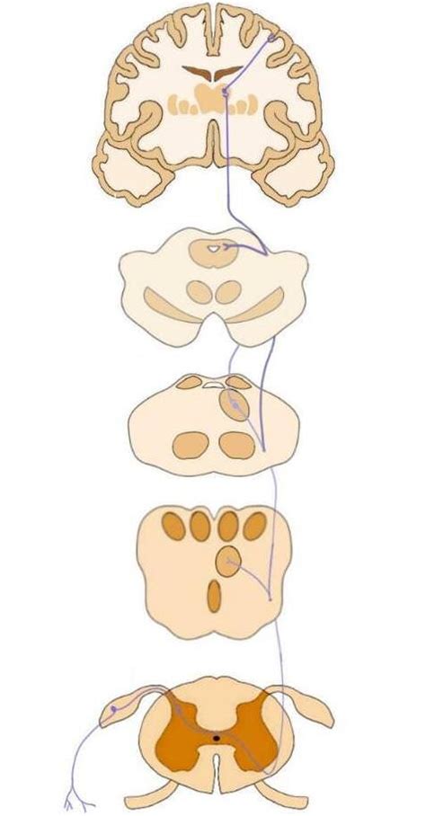 Anterolateral system - definition