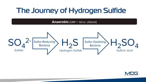 The Underlying Cause of H2S and How to Reduce It - Microbial Discovery Group