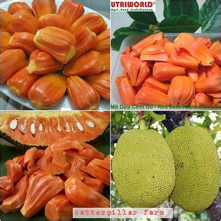 Buy 5 Seeds Rare Red Flesh Jack fruit ( ,PathaMuttom Varikka),Super Tasty Kerala Variety ...