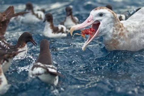 Wandering Albatross Facts | Bird with the Largest Wingspan