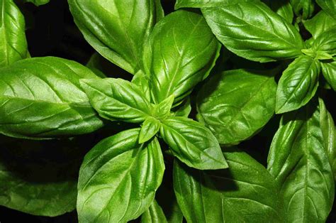 8 Herbs That Symbolize Love and Romance