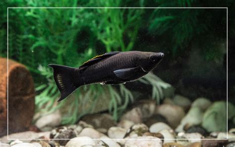 10 Black Freshwater Aquarium Fish (With Pictures)