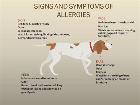 Can Dogs Be Allergic to Cats? - Animals | Katalay.net