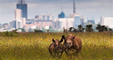 Top 11 tourist attractions in Nairobi city | attractions in nairobi