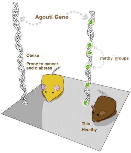 Nutrition & the Epigenome