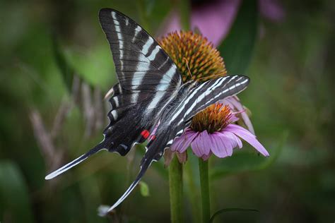 Zebra Swallowtail Photograph by Cindy Lark Hartman - Pixels