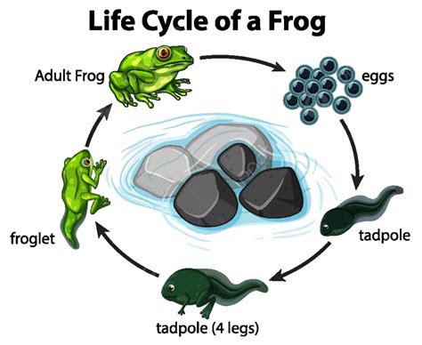 Frog Life Cycle Diagram Illustrated On A Plain White Background Vector, Diagram, Living ...