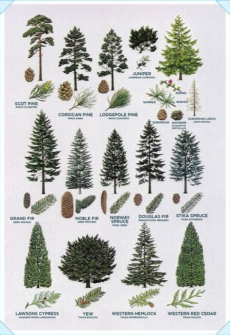 Tree Identification Guide - Tree Types & ID Trees By Leaf Characteristics | Tree identification ...