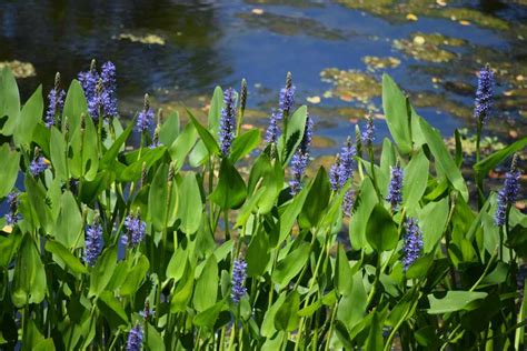 5 Essential Plants for Your Wildlife Pond